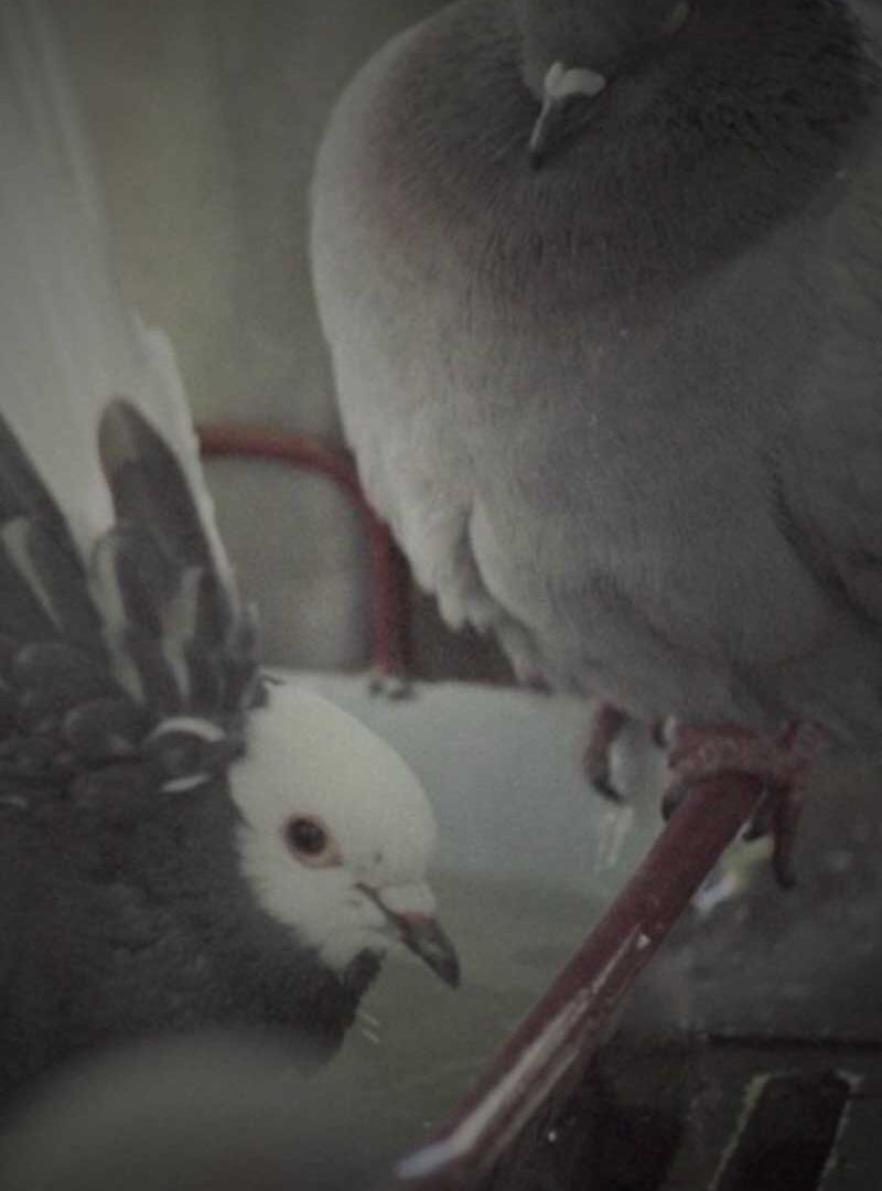 Pigeons looking into the camera